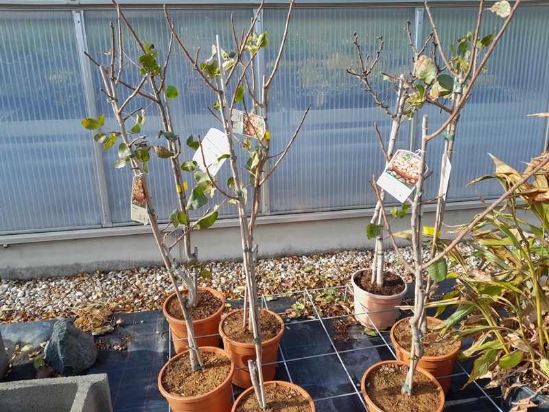 Pistacia vera Echte Pistazie männlich+weiblich 160cm