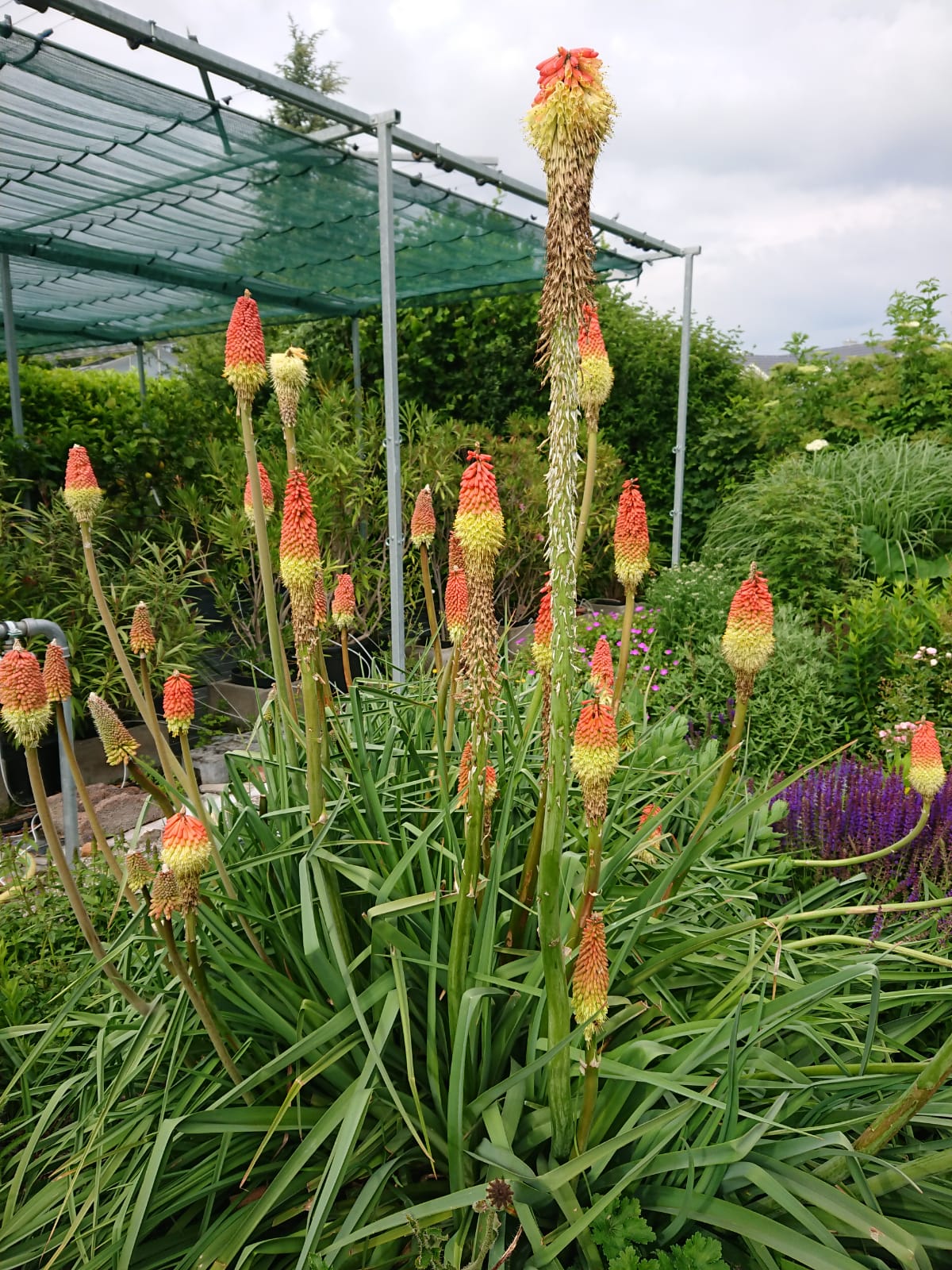 Kniphofia uvaria Grandiflora - Raketenblume