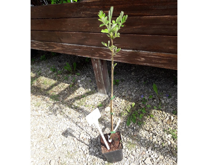 Sorbus domestica - Speierling 70cm
