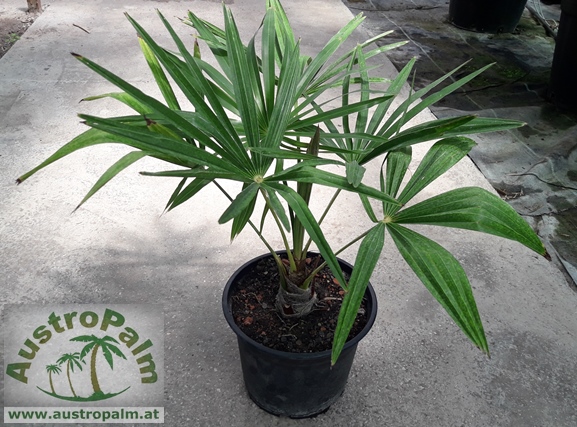 Trachycarpus fortunei - Chines. Hanfpalme 40cm - BIO