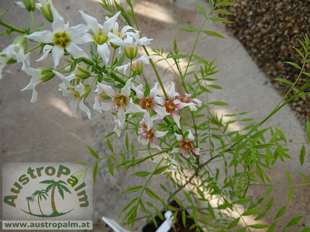 Xanthoceras sorbifolium 50/60cm