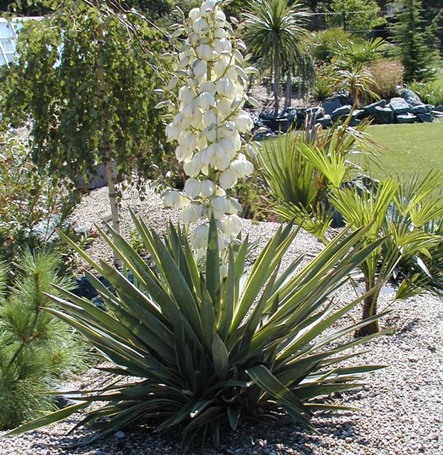 Yucca gloriosa variegata 100cm Stamm 15 20cm - Frosttolerante Yuccas -  Yuccas - Yuccas Agaven u a
