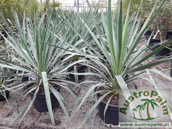 Yucca gloriosa 60/70cm - BIO