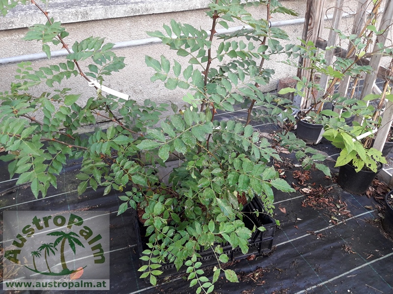 Zanthoxylum simulans - Szechuanpfeffer 60/80cm