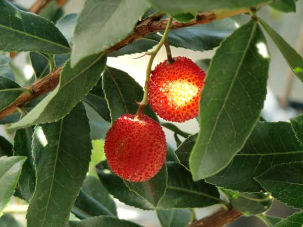 Arbutus - Erdbeerbaum