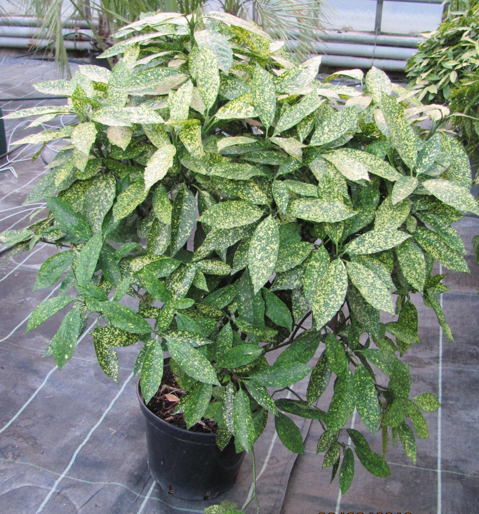 Aucuba japonica 100/110cm