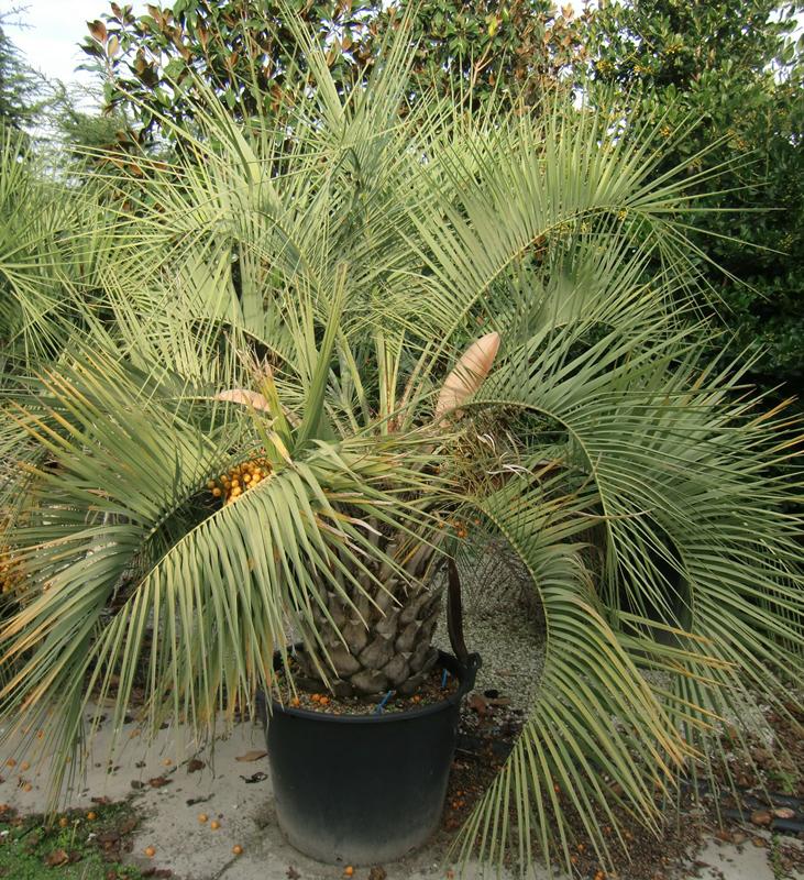 Butia capitata Geleepalme 8 Samen eigene Ernte NÖ *BIO