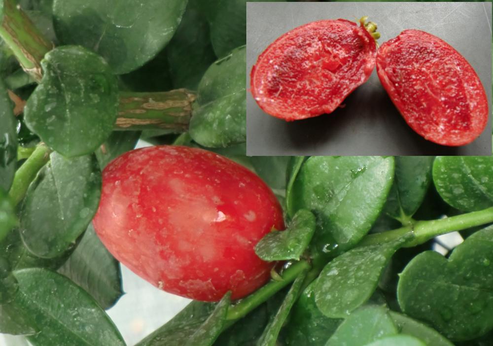 Carissa macrocarpa Natalpflaume - 10 Samen eigene Ernte NÖ