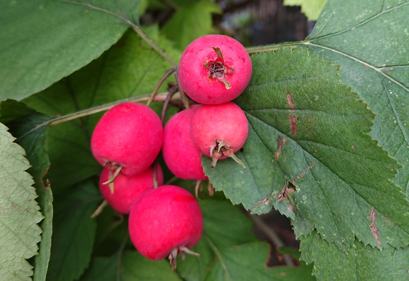 Crataegus coccinea Scharlachdorn 15 Samen eigene Ernte