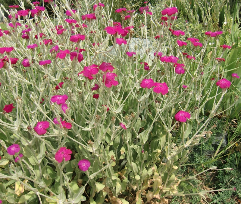 Lynchis coronaria Kranzlichtnelke - 30 Samen eigene Ernte NÖ