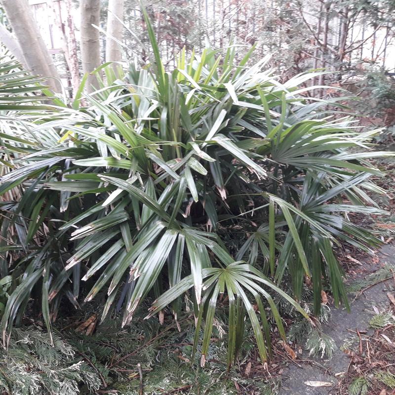 Rhapidophyllum hystrix  Nadelpalme 4 Samen eigene Ernte NÖ *BIO