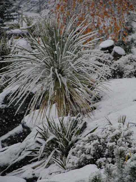 Yucca rostrata im Schnee